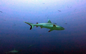 Grey reef Shark