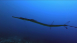 The bluespotted Cornetfish – Fistularia commersonii – Il Pesce Flauto – intotheblue.it