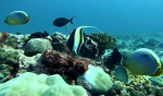 Il pesce Idolo Moresco – The Moorish idol – Zanclus cornutus – intotheblue.it