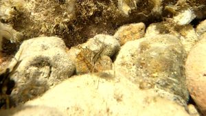 Rockpool shrimp - Palaemon elegans