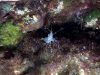Gamberetto maggiore – Palaemon serratus – Common prawn – www.intotheblue.it-T-2021-08-27-11h05m24s896