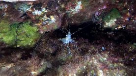 Gamberetto maggiore – Palaemon serratus – Common prawn – www.intotheblue.it-T-2021-08-27-11h05m24s896