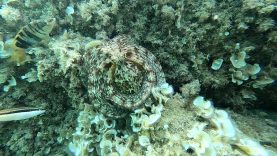 Polpo Mimetismo – Octopus Mimicry – intotheblue.it-2021-08-01-07h54m00s613