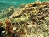 Spotted Seabass Branzino Spigola Maculata Dicentrarchus punctatus intotheblue.it-2021-08-16-08h48m39s455