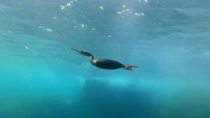 Born freediver - Great cormorant - Phalacrocorax carbo