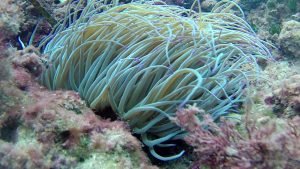 Mediterranean sea Anemone