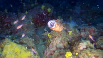 Scorfano Rosso Scorpaena scrofa Red Scorpionfish intotheblue.it