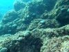 Alga Palla Verde-Codium Bursa-Green marine algae-2021-12-30-15h34m13s280