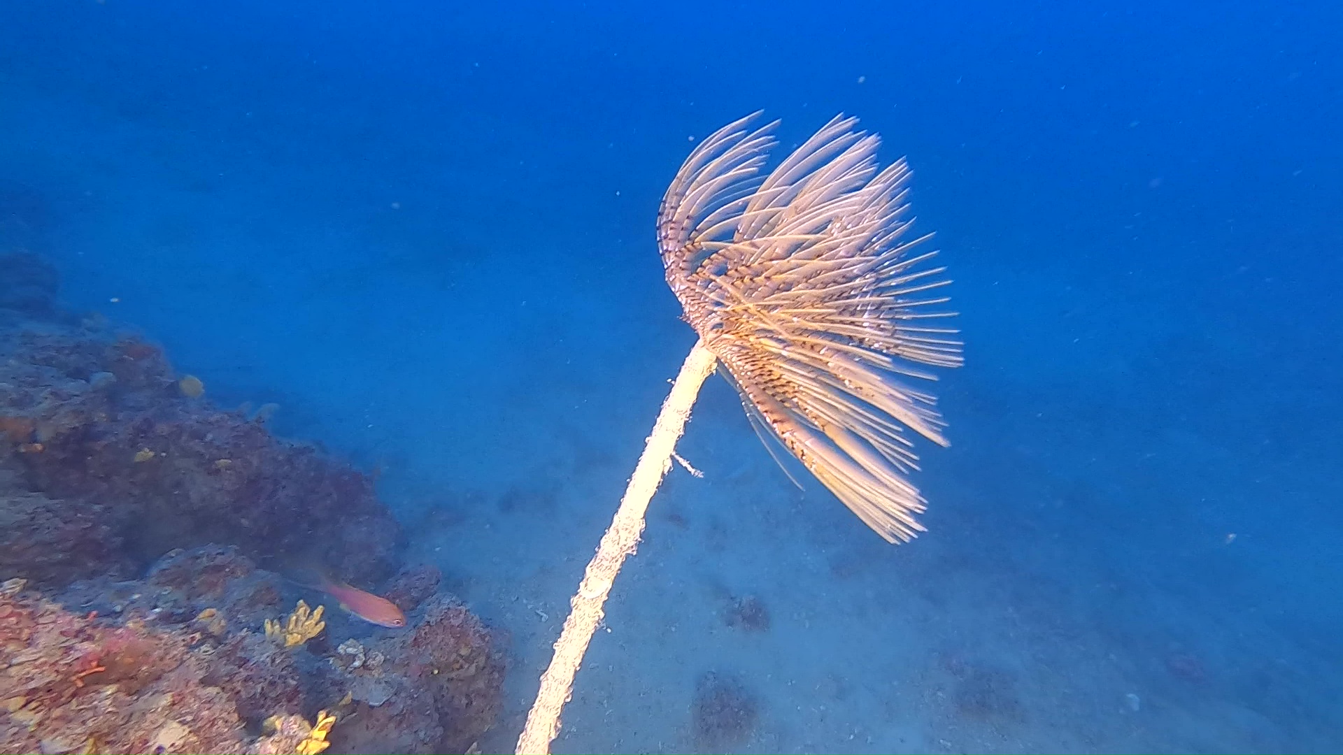 Fanworm Spirografo Sabella spallanzanii intotheblue.it