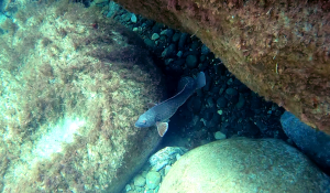 Pesce Pappagallo del Mediterraneo