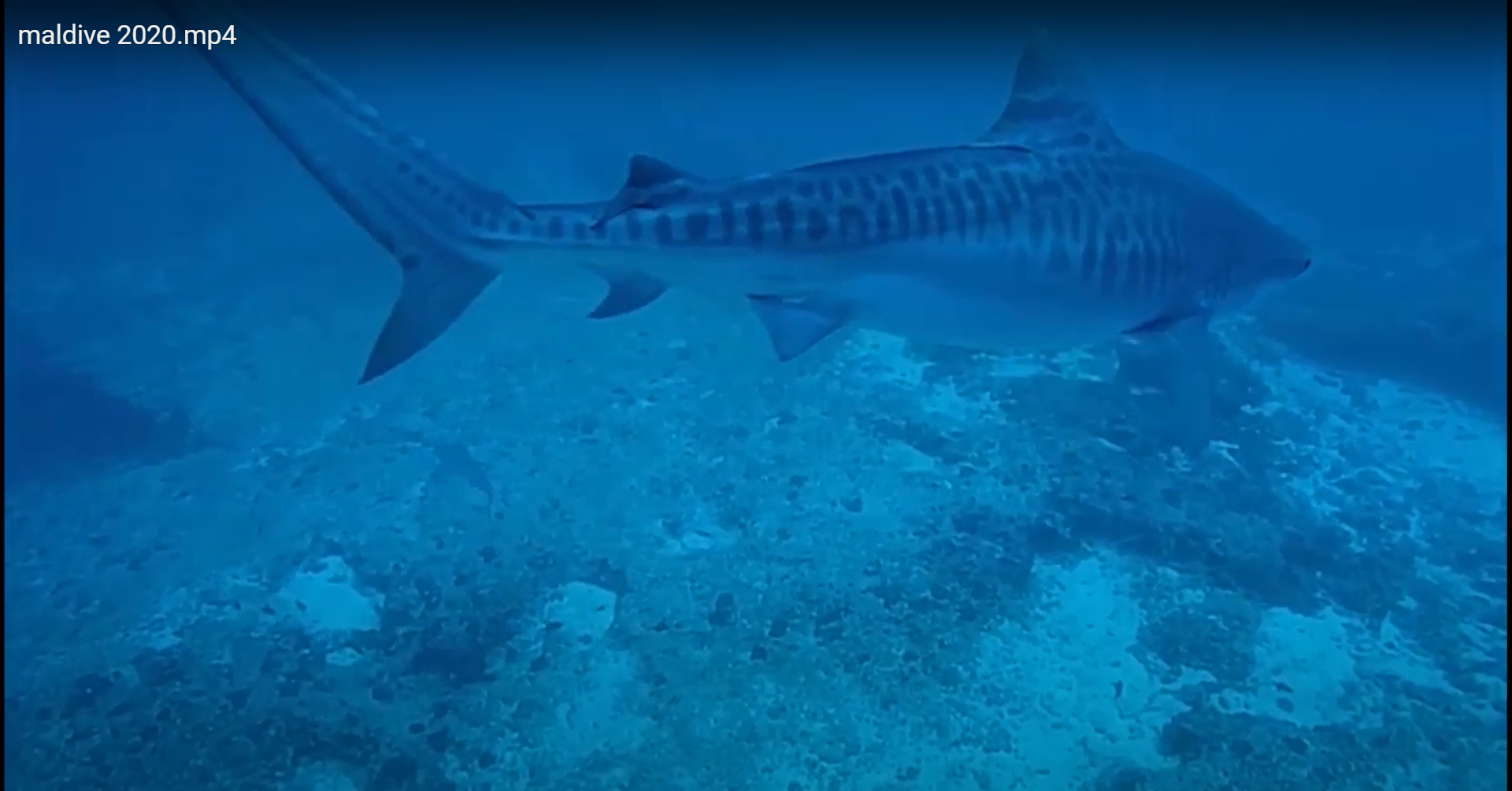 Tiger Shark (Galeocerda cuvier) - ANGARI Foundation