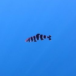Pesce Pilota - Naucrates ductor