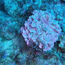 Alga corallina - Lithophyllum stictiforme