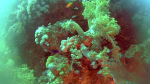 Yellow Soft coral - Dendronephthya hemprichi - intotheblue.it
