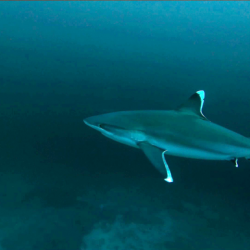 Squalo dalle punte argentee - Carcharhinus albimarginatus