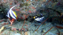 Pesce balestra pagliaccio - Balistoides conspicillum