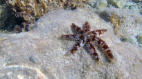 Stella marina variabile o stella marina spinosa - Coscinasterias tenuispina