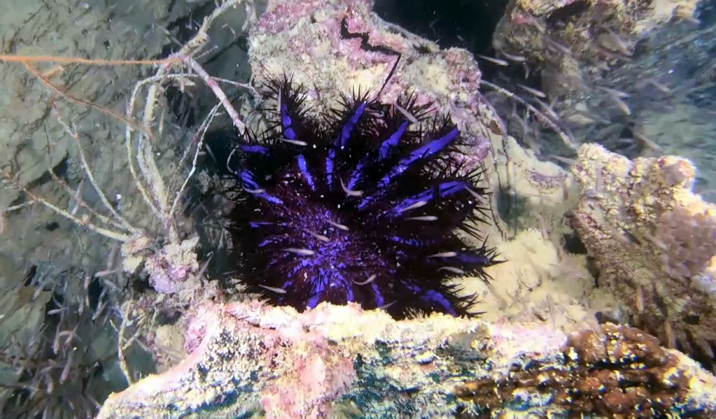 Corona di spine Acanthaster planci Crown of thorns