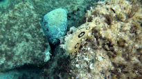 Lepre di mare dagli Anelli - Aplysia dactylomela