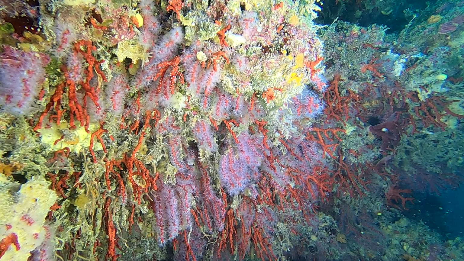 Scogliera coralligena di Calafuria con corallo rosso - Corallium rubrum - Coral reef of Calafuria with Precious coral - www.intotheblue.it