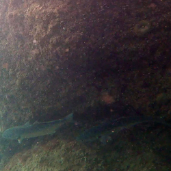 Pesce Serra - Pomatomus saltatrix