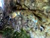Eriphia verrucosa Warty crab Favollo – www.intotheblue.it-2022-05-28-21h34m21s687