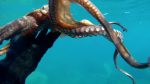 Octopus seen closely polpo visto da vicino intotheblue.it