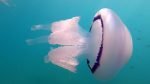 Rhizostoma pulmo Barrel Jellyfish Medusa Polmone di mare intotheblue.it-2022-07-07