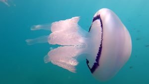 Barrel Jellyfish