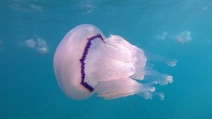 Collect plastic and let jellyfish live!