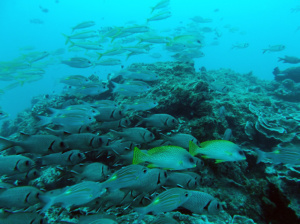 La Barriera Corallina di Nungwi - Zanzibar