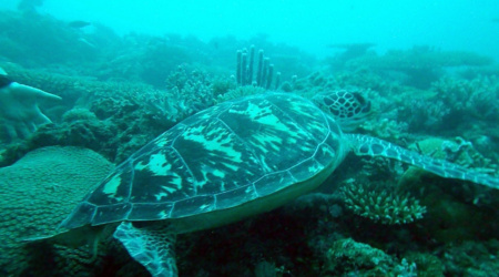 Tartaruga comune - Caretta caretta è la tartaruga marina più comune del mar Mediterraneo. intotheblue.it - Stefano