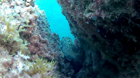 La cernia bruna - Epinephelus, è un pesce appartenente alla famiglia dei Serranidae. - intotheblue.it