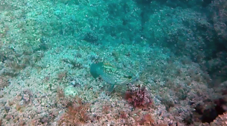 La cernia bruna - Epinephelus, è un pesce appartenente alla famiglia dei Serranidae. - intotheblue.it