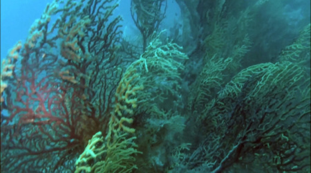 Scogliera sommersa - Submerged reef -Savalia savaglia è un antozoo coloniale il cui aspetto ricorda da vicino quello delle comuni gorgonie, ma i polipi che lo costituiscono differiscono notevolmente da quelli di queste ultime sia per la struttura che per le dimensioni. - Savalia savaglia is a colonial antozoo whose appearance resembles that of the common sea fans, but the polyps that constitute it differ greatly from those of the latter is for the structure to the size. - intotheblue.it