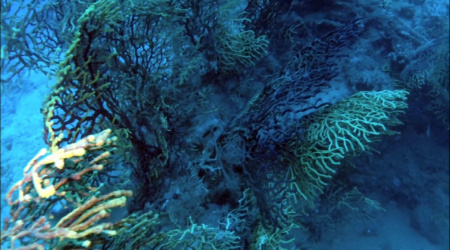 Scogliera sommersa - Submerged reef -Savalia savaglia è un antozoo coloniale il cui aspetto ricorda da vicino quello delle comuni gorgonie, ma i polipi che lo costituiscono differiscono notevolmente da quelli di queste ultime sia per la struttura che per le dimensioni. - Savalia savaglia is a colonial antozoo whose appearance resembles that of the common sea fans, but the polyps that constitute it differ greatly from those of the latter is for the structure to the size. - intotheblue.it