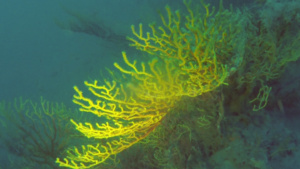 Savalia Savaglia - "falso corallo nero"