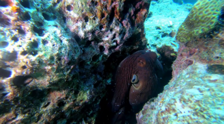 Polpo - Common octopus - Octopus vulgaris - intotheblue.it