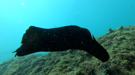 Sea hare Aplysia depilans Lepre di mare Ballerina spagnola del Mediterraneo - intotheblue.it