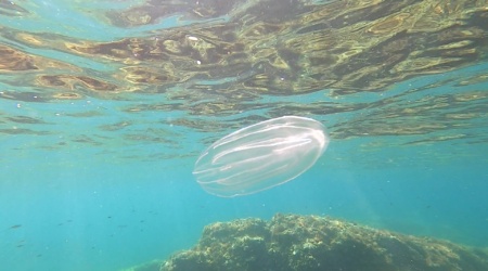 Warty comb jelly Sea walnut Noce di Mare Mnemiopsis leidyi - intotheblue.it