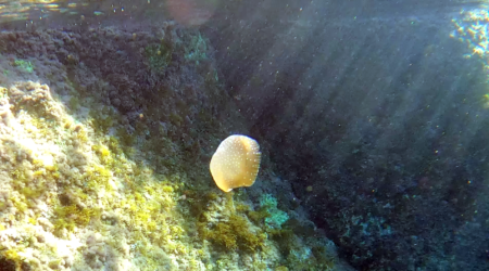 Australian spotted jellyfish Medusa maculata australiana Phyllorhiza punctata white-spotted jellyfish Medusa maculata bianca www.intotheblue.it