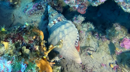 Giant triton Charonia tritonis Tritone mediterraneo intotheblue.it