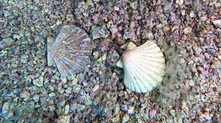 Mediterranean scallop Pecten jacobaeus Pettine di mare Conchiglia di S.Giacomo Capasanta www.intotheblue.it