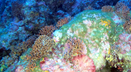 falso corallo false coral Myriapora truncata intotheblue.it