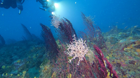 Astrospartus mediterraneus Paramuricea clavata intotheblue.it