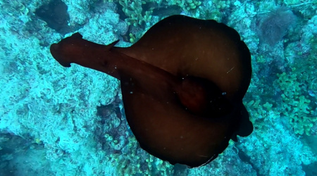 Aplysia depilans Sea hare Lepre di mare Ballerina spagnola intotheblue.it