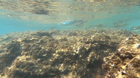 Flathead grey mullet Mugil cephalus Cefalo Muggine dorato intotheblue.it