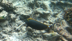 Pesce Unicorno arancione - Naso litoratus