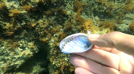 Haliotis tuberculata lamellosa - Aliotide Abalone Orecchio di Venere_www.intotheblue.it