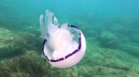 Polmone di mare Rhizostoma pulmo Barrel Jellyfish intotheblue.it